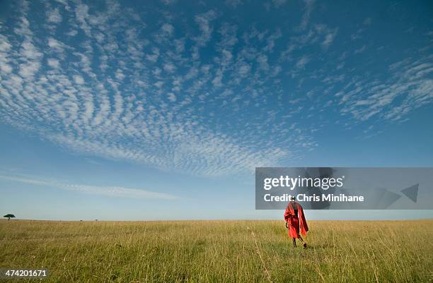 maasai in the grass - narok fotografías e imágenes de stock