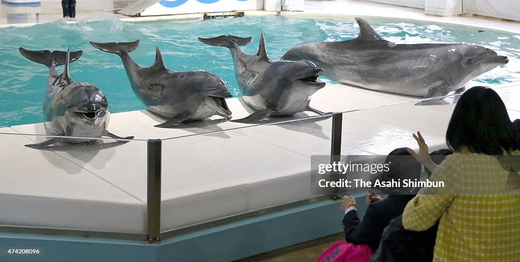 Zoos and Aquariums Association Ban Purchase Of Taiji Dolphines