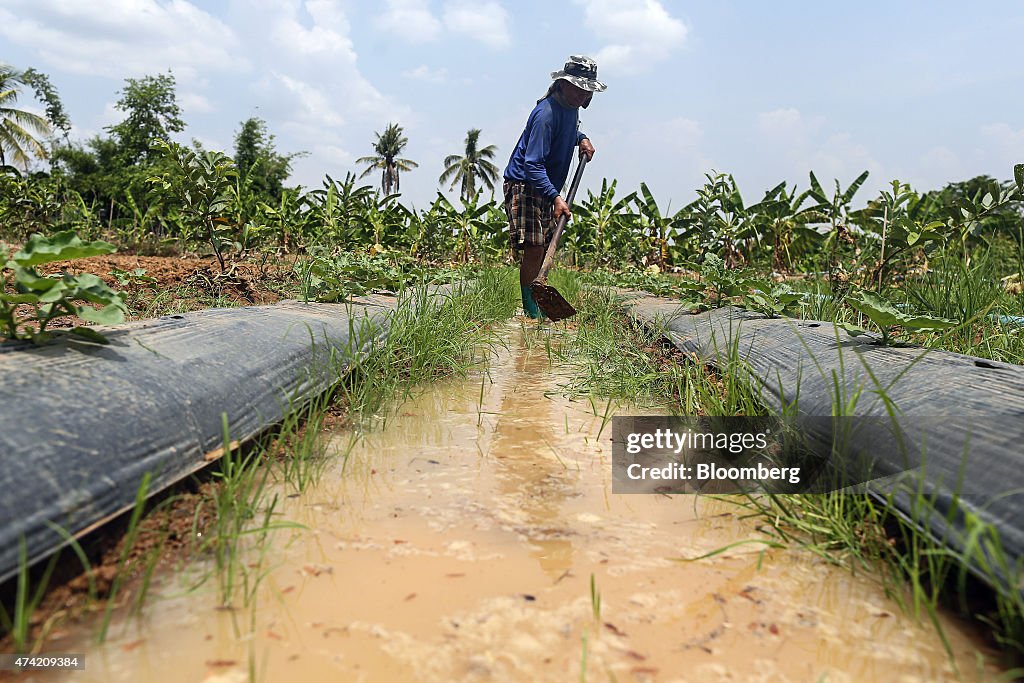 Happiness Eludes Thailand's Divided Regions As Farmers Struggle