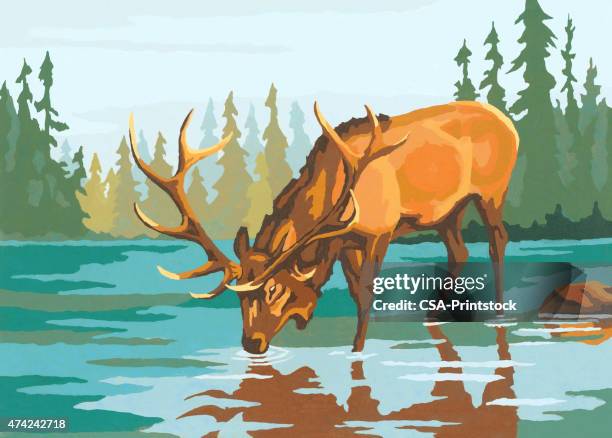 stockillustraties, clipart, cartoons en iconen met elk drinking water - elk