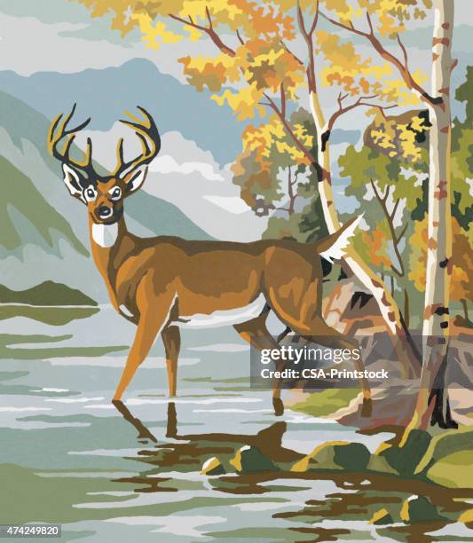 deer in lake - deer creek stock illustrations