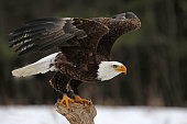 Bald Eagle Take-Off