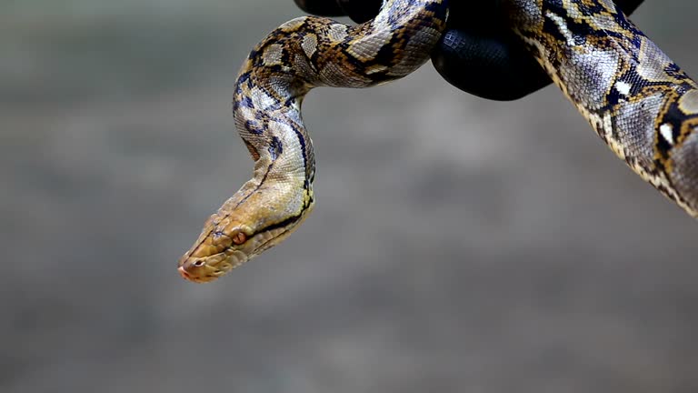 85 Reticulated Python Stock Videos, Footage, & 4K Video Clips - Getty ...