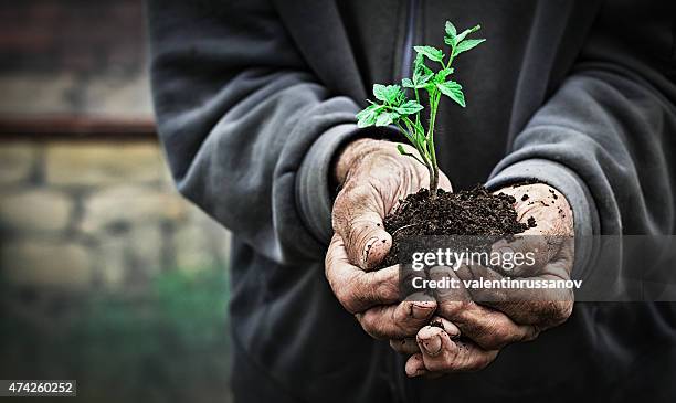 growth and development - plant de tomate bildbanksfoton och bilder