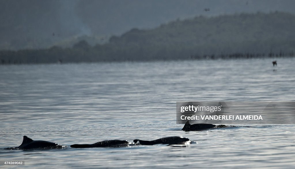 BRAZIL-POLLUTION-GUANABARA BAY-DOLPHINS