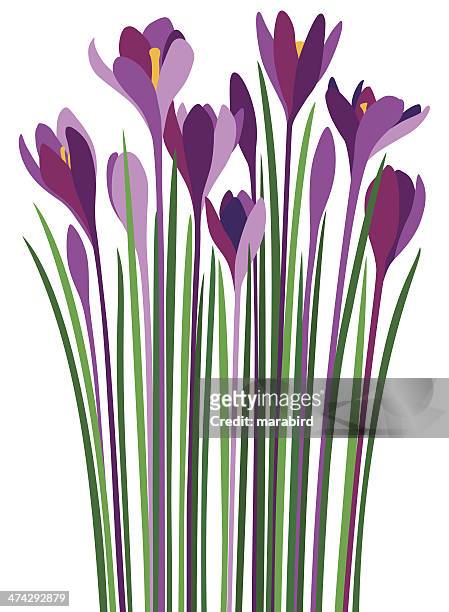 purple crocuses violet croci - primula stock illustrations