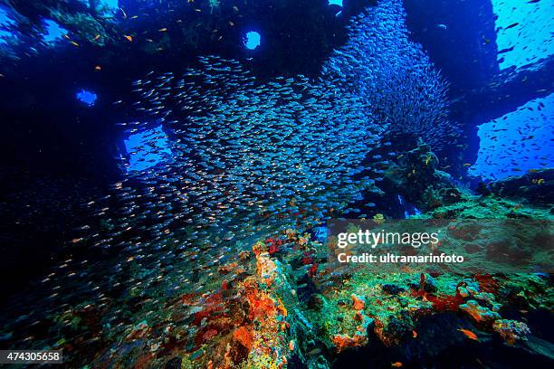 shipwreck underwater sea life la escuela de peces glassfish - restos de un accidente fotografías e imágenes de stock