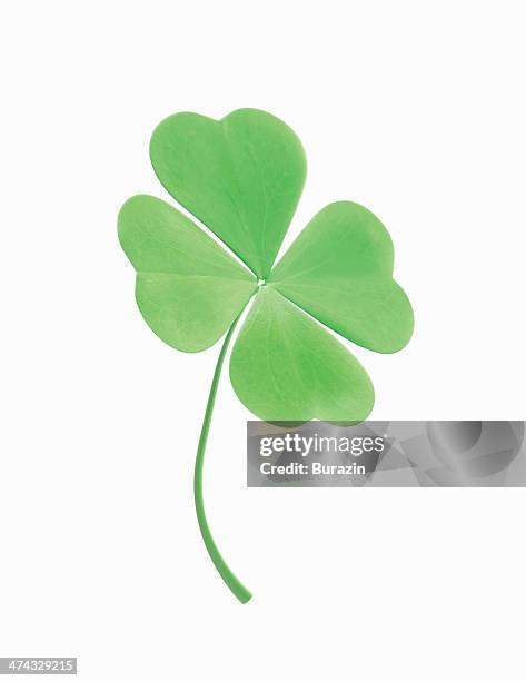 four leaf clover - good luck stock-fotos und bilder