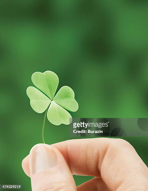 hand holding a four leaf clover - four leaf clover stock pictures, royalty-free photos & images