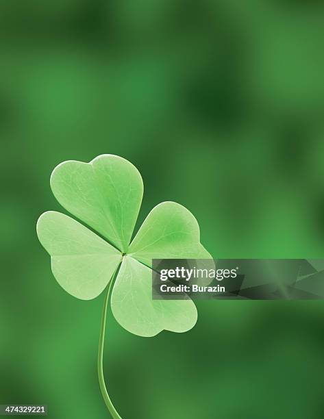 four leaf clover - clover ストックフォトと画像
