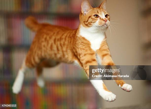 Cats In Motion 7,813 Cat Motion Stock Photos, High-Res Pictures, and Images - Getty Images