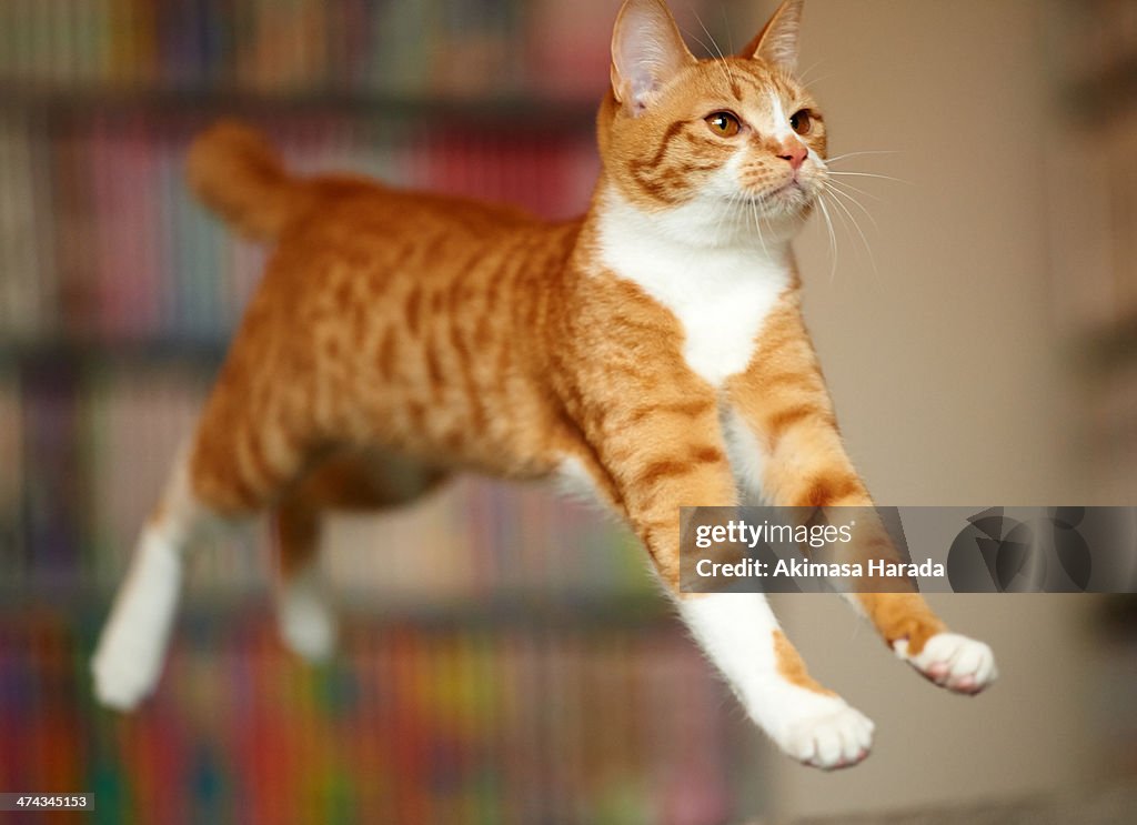 Cat Jumping