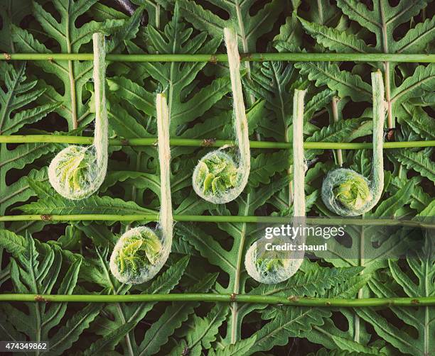 fiddlehead music notes - volume increase stock pictures, royalty-free photos & images