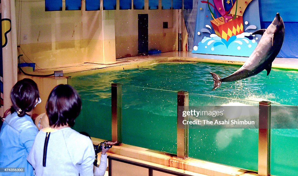 Aftermath of JAZA's Decision to Ban Purchasing Dolphines From Taiji