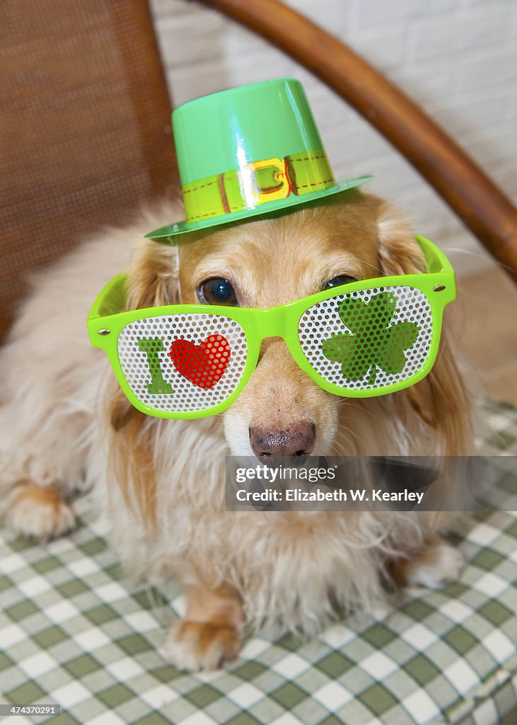 St. Patrick's Day dog