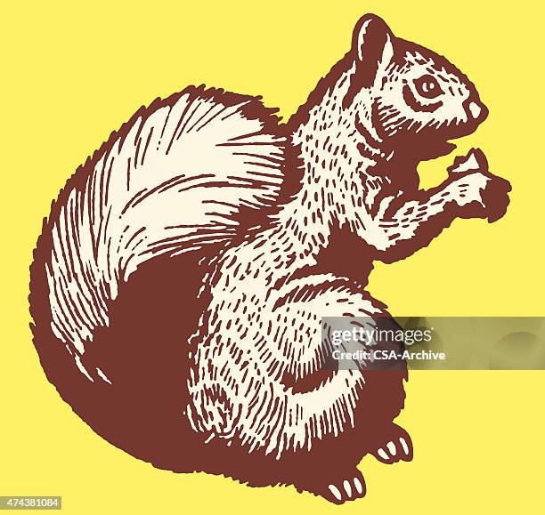 squirrel - squirrels stock illustrations
