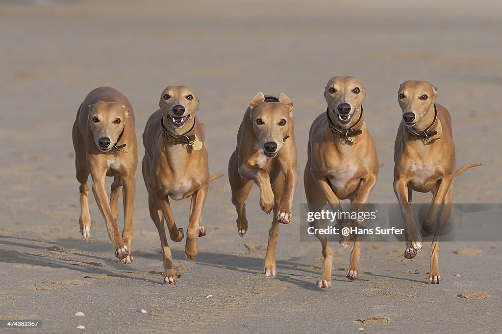 5 Running Whippets in a row!