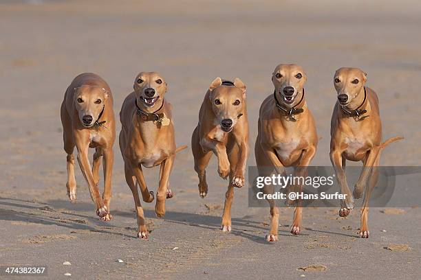 5 running whippets in a row! - whippet stock pictures, royalty-free photos & images