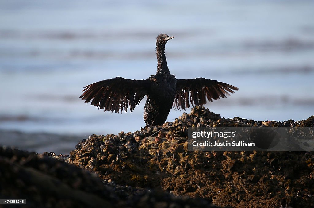 California Declares State Of Emergency As Oil Spill Harms Pristine Coastline