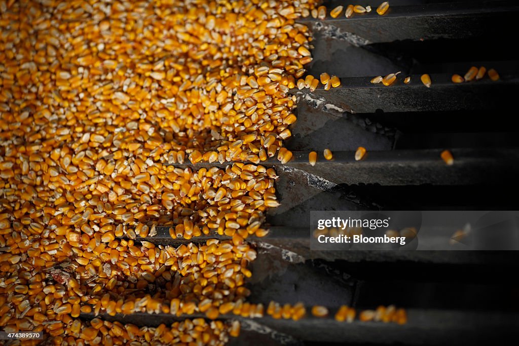 U.S. Corn Sales To Western Neighbors Seen Tempering Price Rout