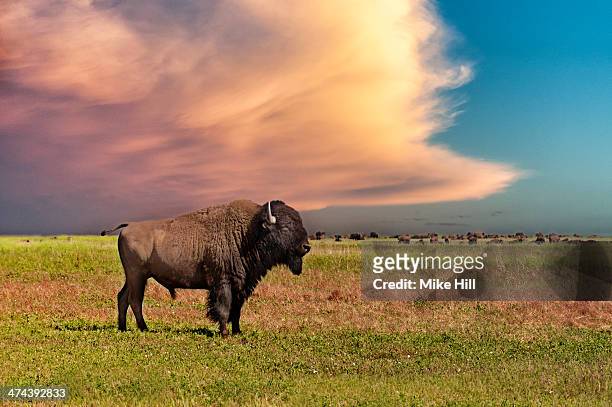 american bison at sunset - american bison stock pictures, royalty-free photos & images