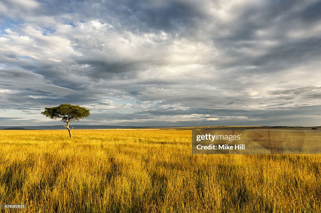 Lone acacia tree on Savannah, Kenya