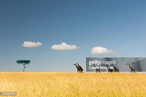 Giraffes crossing the savannah