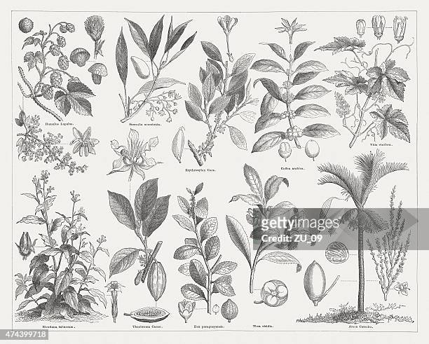 illustrazioni stock, clip art, cartoni animati e icone di tendenza di stimolo piante, pubblicato nel 1876 - green tea leaves
