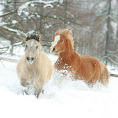 Two cute ponnies running in winter