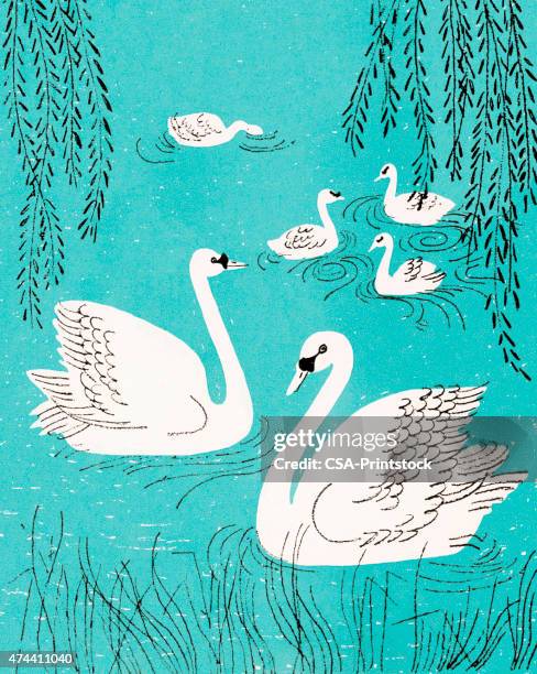 swan's swimming - swan stock illustrations