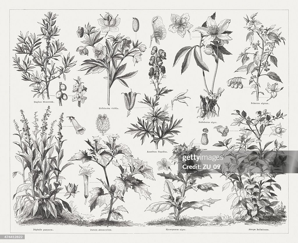 Poisonous plants, wood engravings, published in 1876