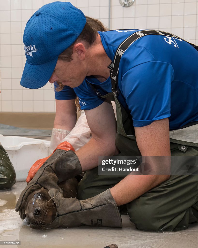 SeaWorld Cares For Oiled Sea Lion