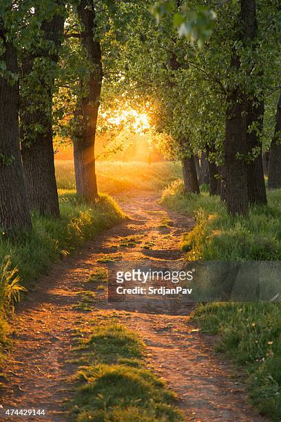 path through the magic forest - footpath stock pictures, royalty-free photos & images