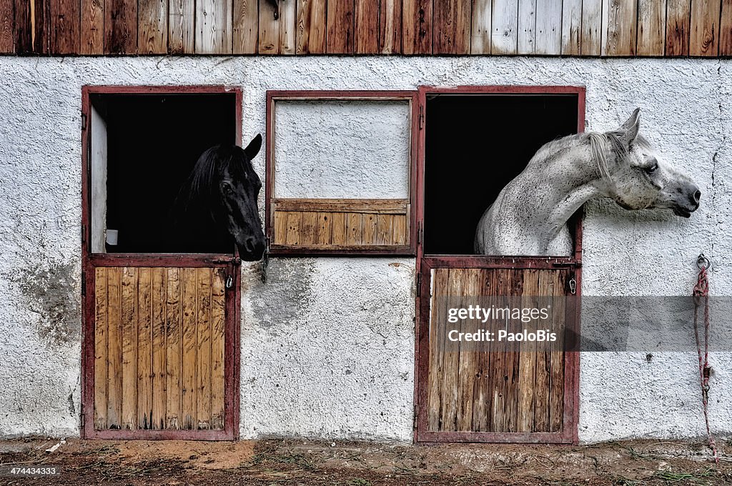 The black and white stallions