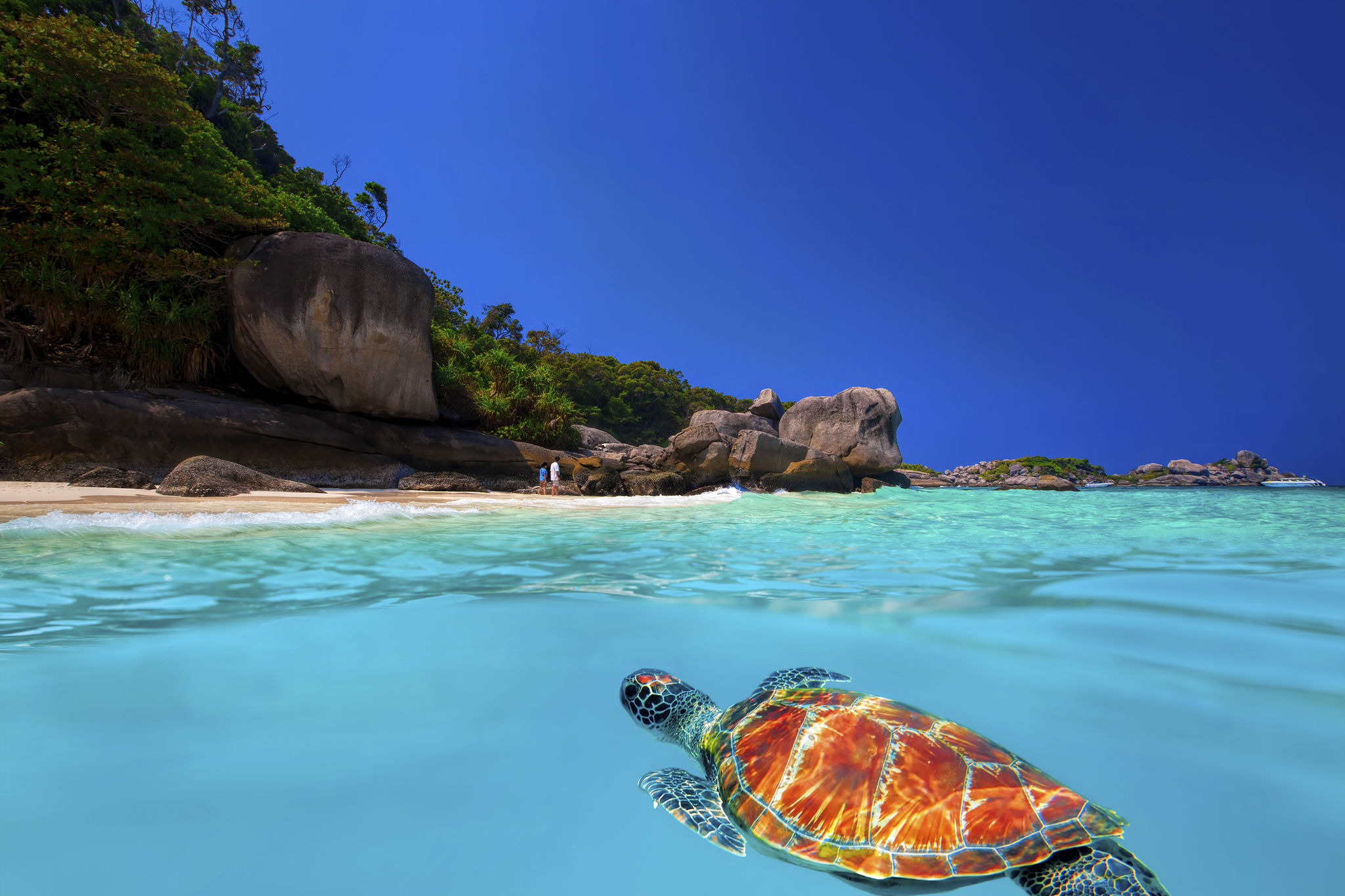 Green Turtle at Similan Islands Green Turtle at Similan Islands