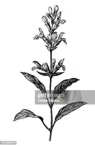 antique illustration of salvia officinalis (sage) - sage 幅插畫檔、美工圖案、卡通及圖標