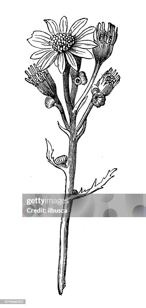 Antique illustration of Jacobaea vulgaris or Senecio jacobaea