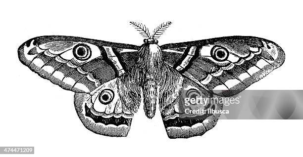 ilustraciones, imágenes clip art, dibujos animados e iconos de stock de anticuario ilustración de saturnia pyri (giant mariposa pavo real) - mariposa nocturna