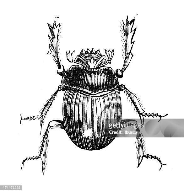 stockillustraties, clipart, cartoons en iconen met antique illustration of scarabaeus sacer - scarabee