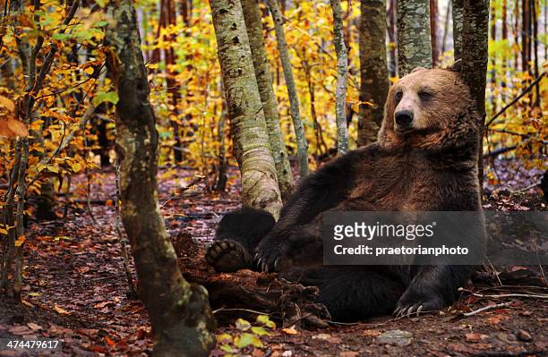 ours brun - brown bear photos et images de collection