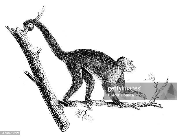 Capuchin Graphics Antique Illustration Of Tufted Capuchin High-Res Vector Graphic - Getty ...