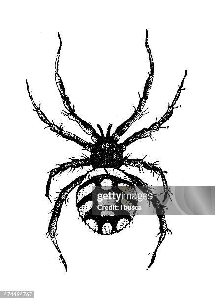 antique illustration of black widow, or steppe spider (latrodectus tredecimguttatus) - widow stock illustrations