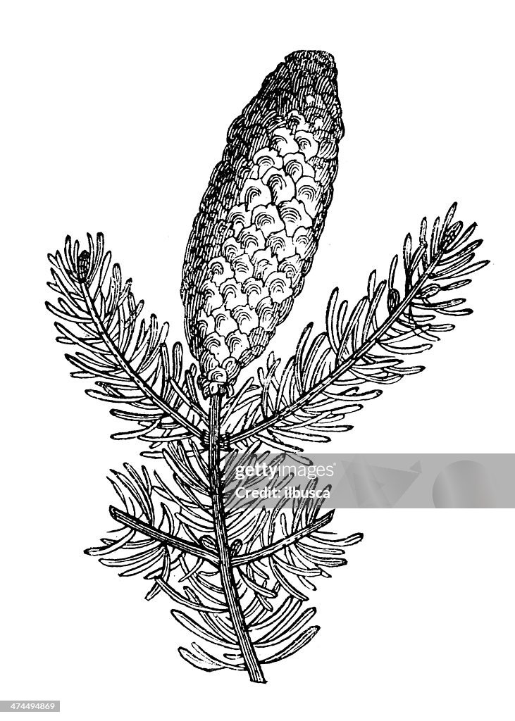 Antique illustration of Abies alba (silver fir)