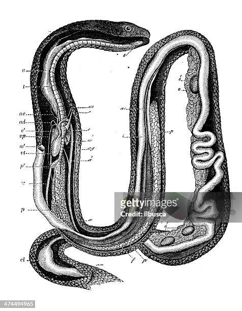 ilustrações de stock, clip art, desenhos animados e ícones de antiguidade ilustração de cobra grass (natrix natrix) - animal body part