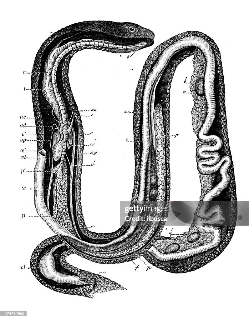 Antique illustration of grass snake (Natrix natrix)