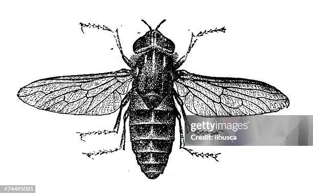 antique illustration of tabanus bovinus (pale giant horse-fly) - tabanus bovinus stock illustrations