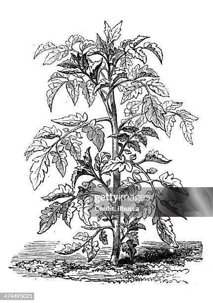 antique illustration of solanum lycopersicum (tomato plant) - tomato vine stock illustrations