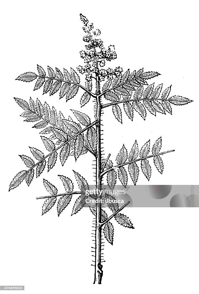 Antique illustration of Rhus coriaria (elm-leaved sumach)