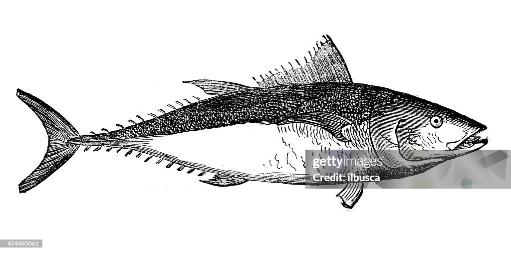 Antique illustration of Atlantic bluefin tuna (Thunnus thynnus)