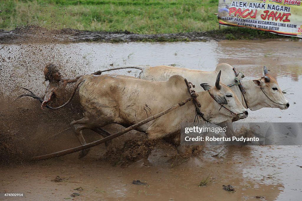 Revellers Gather for Pacu Jawi Traditional Cow Race